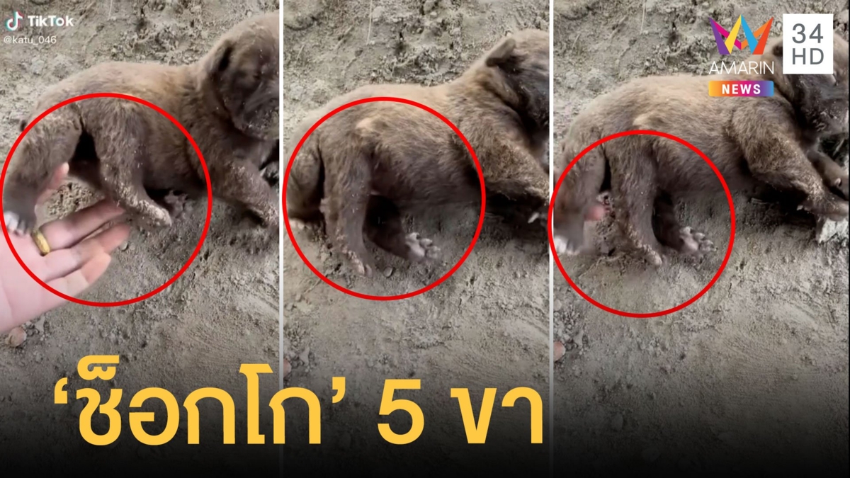 เอ็นดู "ช็อกโก้" น้องหมา 5 ขา เจ้าของบอกดูแลอย่างดี