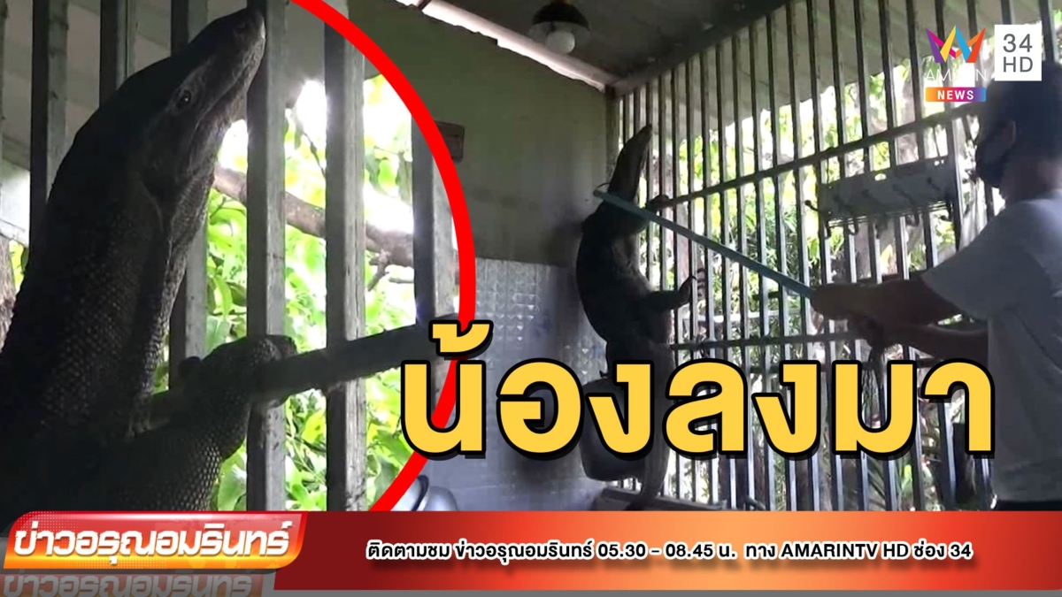 กล่อมน้องเหี้ยลงมา