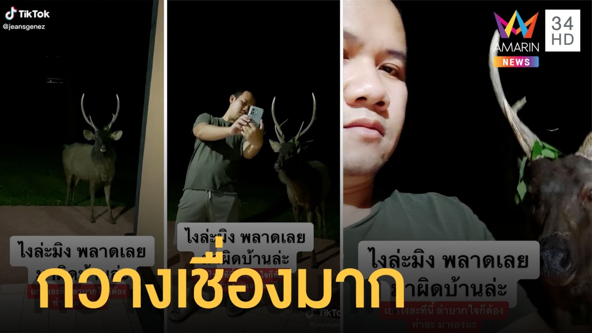 กวางเขาใหญ่เชื่องมากๆ ขอเซลฟี่หลายแอคไม่ดุเลย