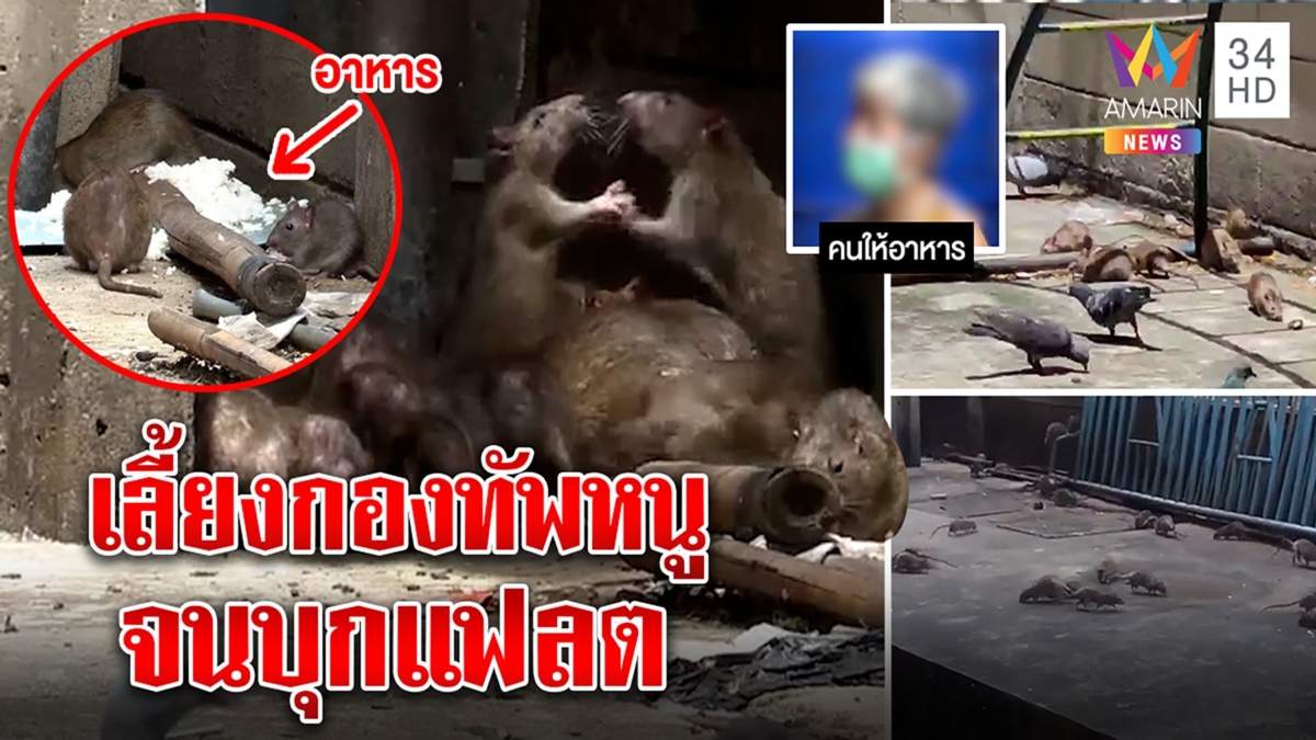กองทัพหนูบุกแฟลต ตัวเบ้อเร่อสนิทพิราบ พีกหนักเจอแม่พระให้อาหารกลัวหนูอด