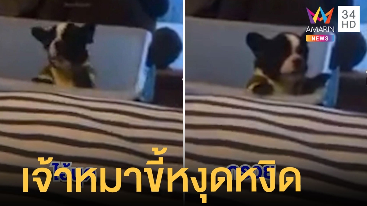 ฟังดีดี เจ้าหมาหงุดหงิด โดนจับลงกล่องบ่นเสียงดังลั่น