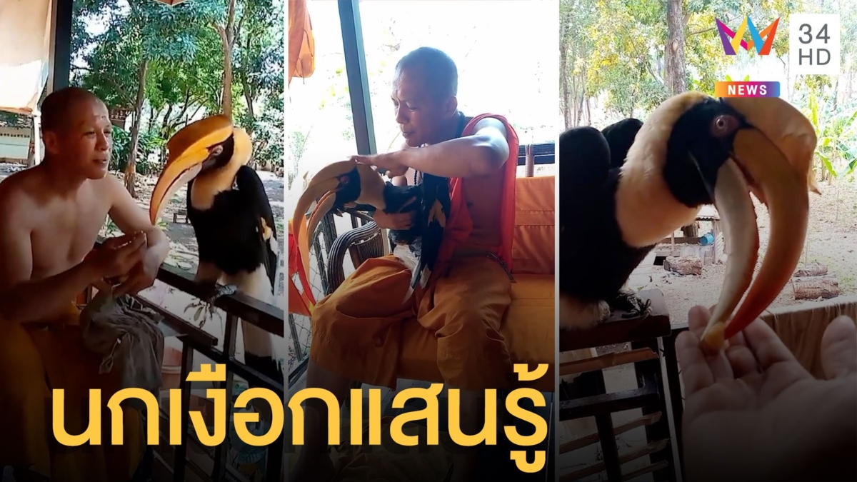 ตาหวาน นกเงือกสุดเชื่องแสนรู้ คลุกคลีอยู่กับพระ