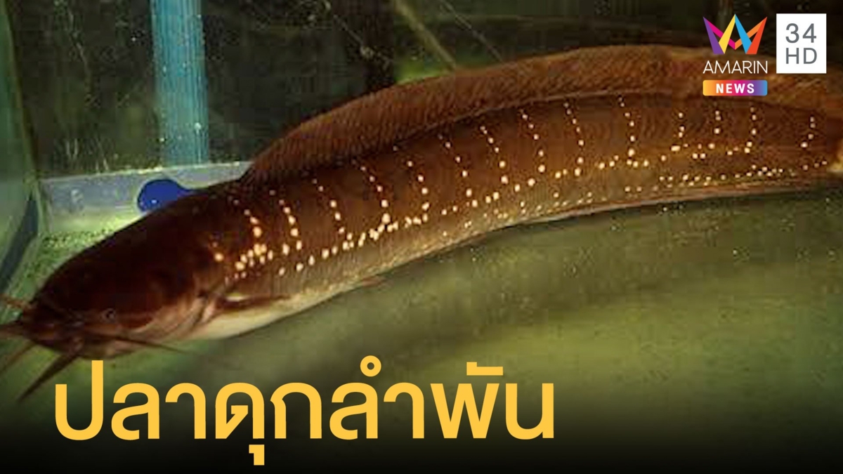 ปลาดุกสีแดงแปลกตา ที่แท้เป็นปลาหายากเจอแค่ที่ภาคใต้