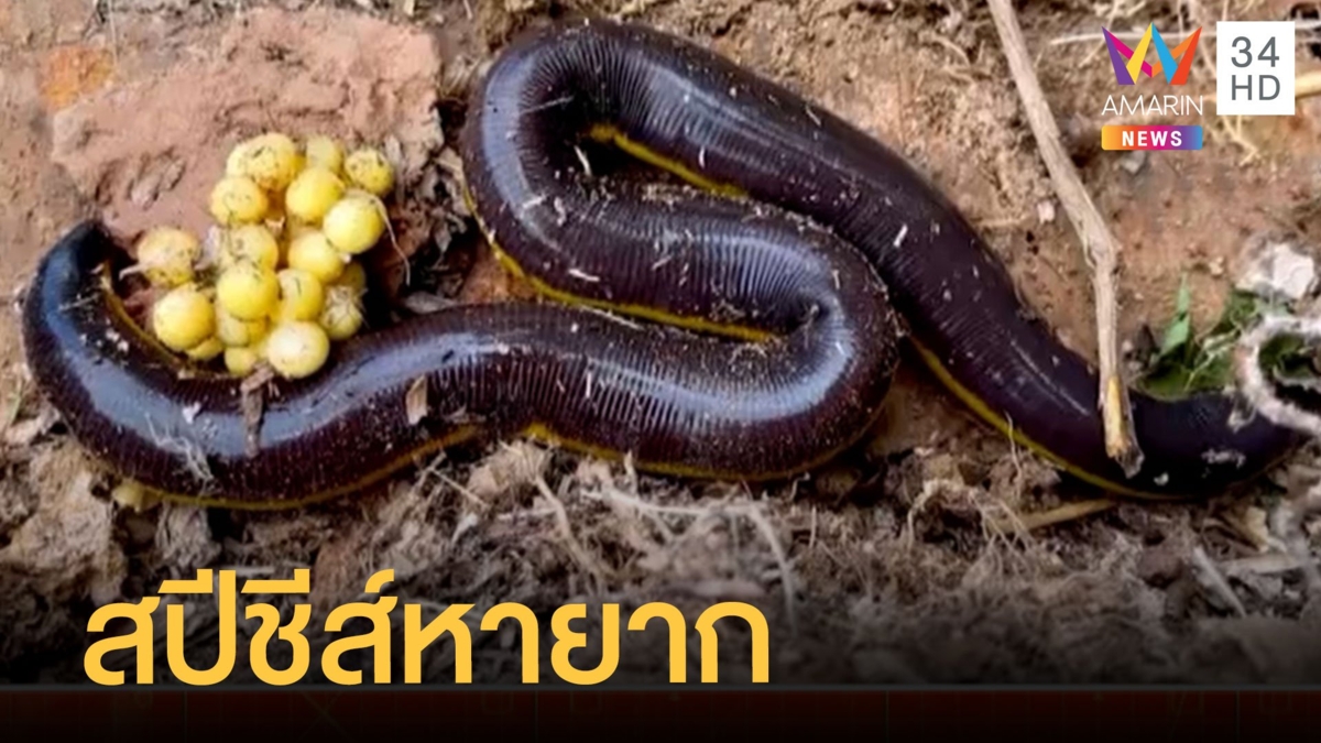 สปีชีส์หายาก เขียดงู เหมือนงูแต่ไม่ใช่งู