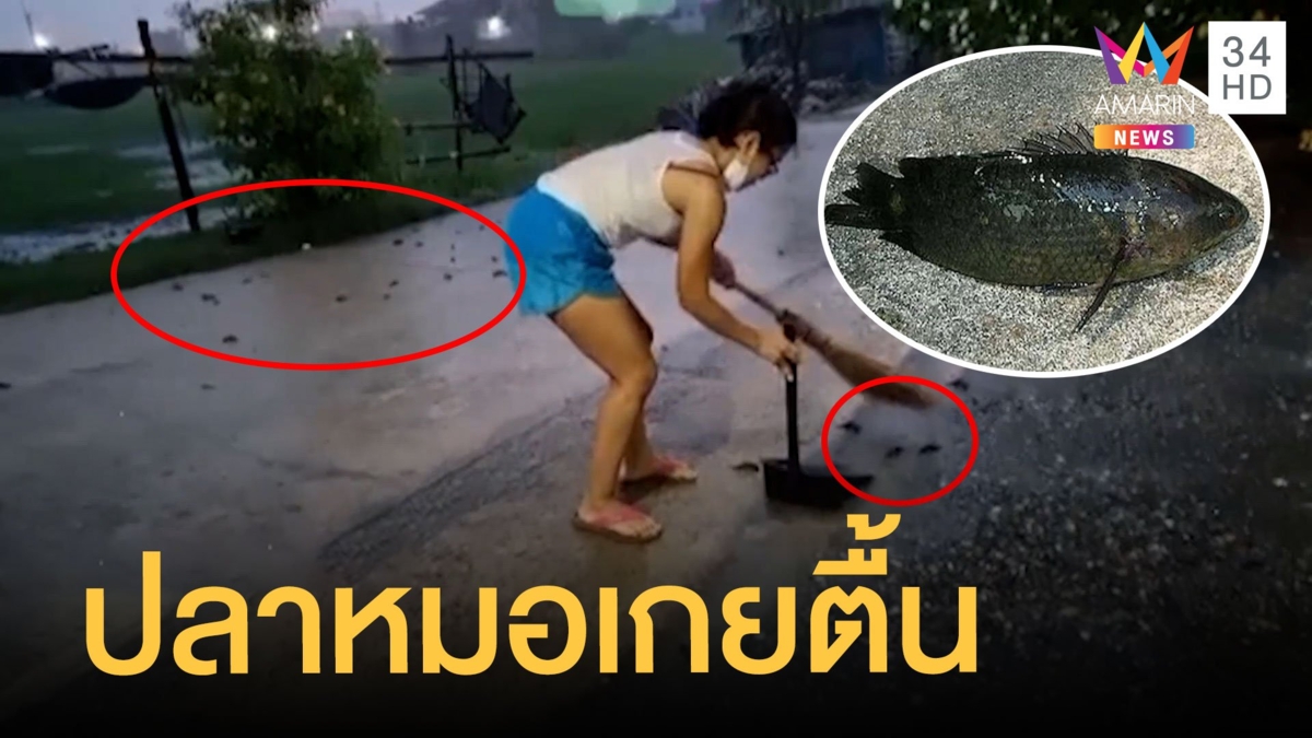 เคยเห็นมั้ย ปลาหมอเต็มถนนในวันที่ฝนตก