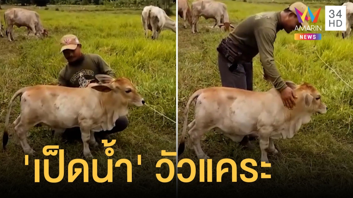 น้องเป็ดน้ำ สายพันธุ์บราห์มัน ตัวตะมุตะมิน่ารักมากๆ
