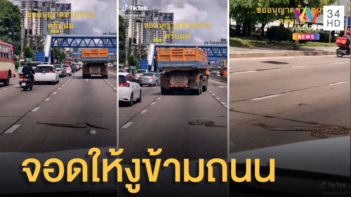งูเหลือมเลื้อยบนถนน หนุ่มใจดีจอดรถให้ข้ามไม่รู้จะเป็นยังไงบ้าง