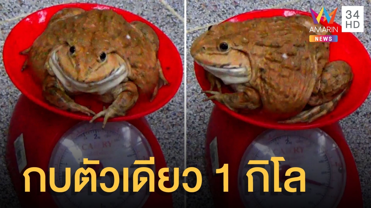 กบยักษ์ตัวเดียว 1 กิโล เจ้าของฟาร์มขายดีเก็บเงินแต่งเมียได้ครบแล้ว