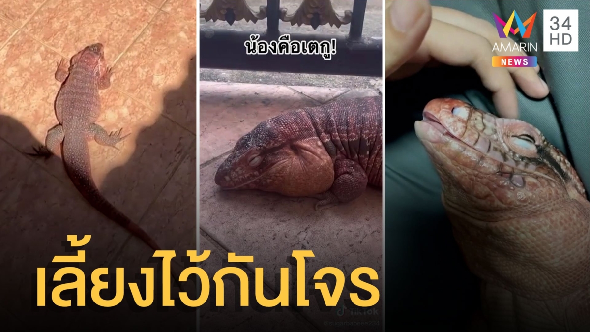 "น้องซันนี่" เตกู-กิ้งก่าตัวอวบอ้วน เจ้าของเลี้ยงไว้กันโจร