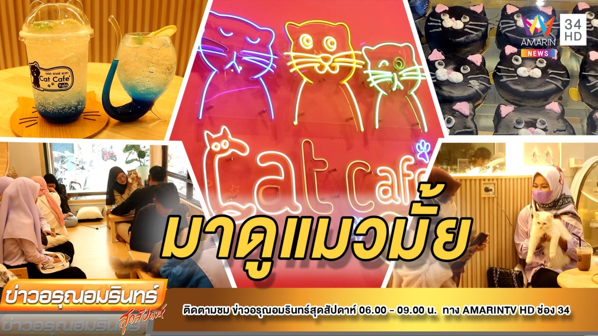 ทาสแมวถูกใจสิ่งนี้! “คาเฟ่แมวยะลา สุดมินิมอล