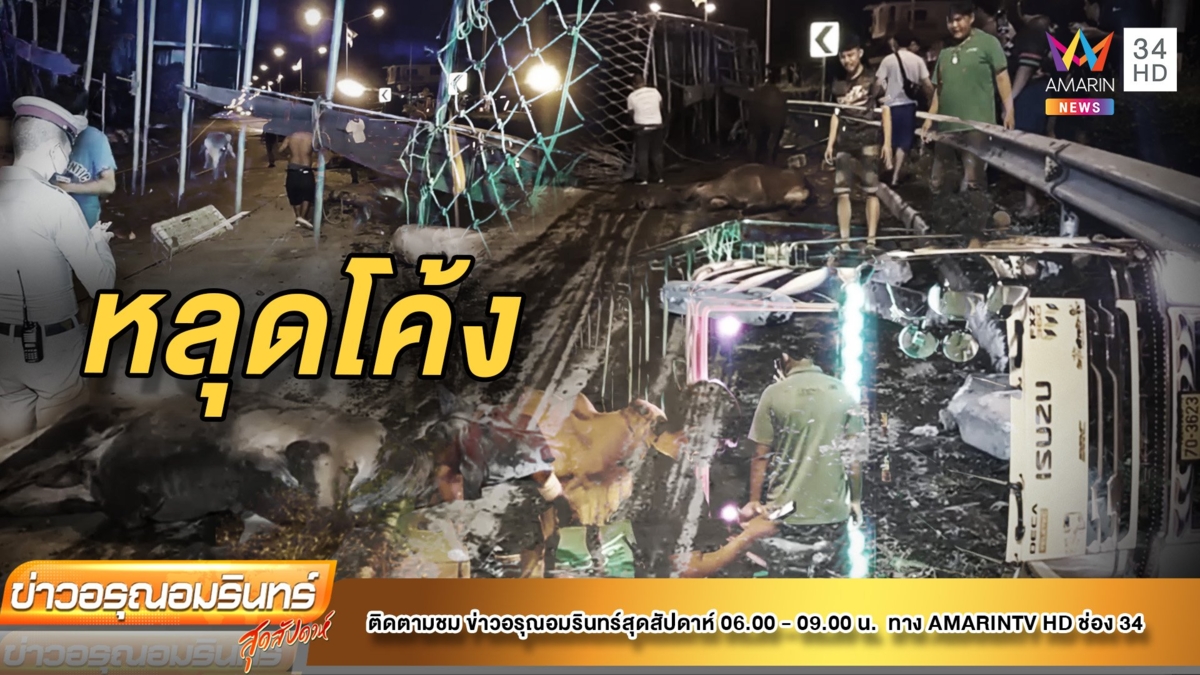 รถพ่วงขนวัวพลิกตะแคงวัวตายเจ็บเกลื่อน