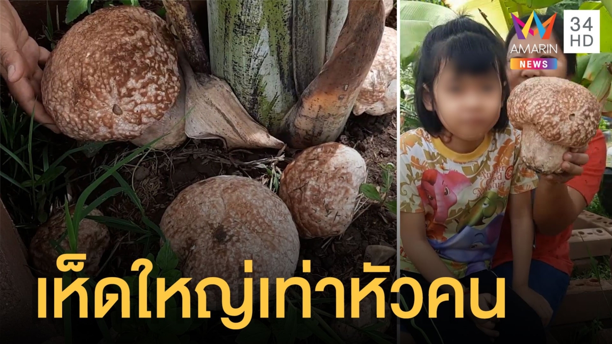 เห็ดปริศนาโผล่ใกล้ต้นกล้วยใหญ่เท่าหัวคน คนแก่บอกมันคือเห็ดหัวเข่า