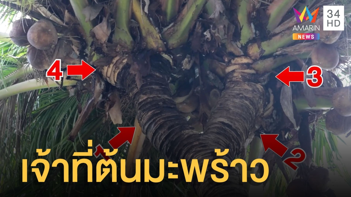 มะพร้าวน้ำหอมสุดแปลกแตก 4 ยอด แถมสูงตั้ง 15 เมตร หมอดูบอกต้นนี้มีเจ้าที่