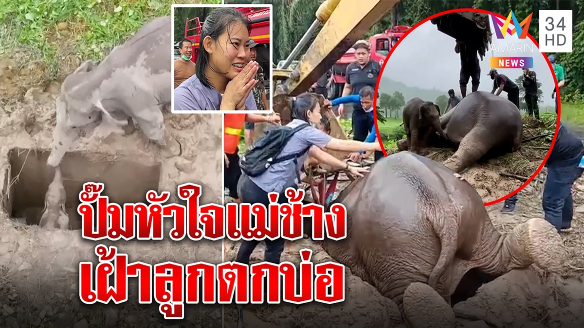 นาทีระทึก! ภารกิจช่วยลูกช้างตกท่อ หมอปั๊มหัวใจแม่ช้างสลบหน้าบ่อ