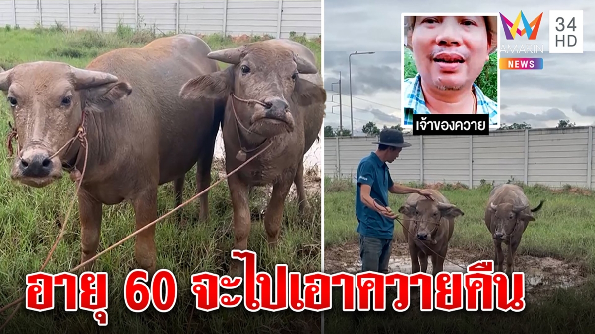 หนุ่มงงเพื่อนฝากเลี้ยง2ควาย รับผูกพันหัดเลี้ยงผ่านยูทูบ เพื่อนเผยรอ60จะไปเอาคืน