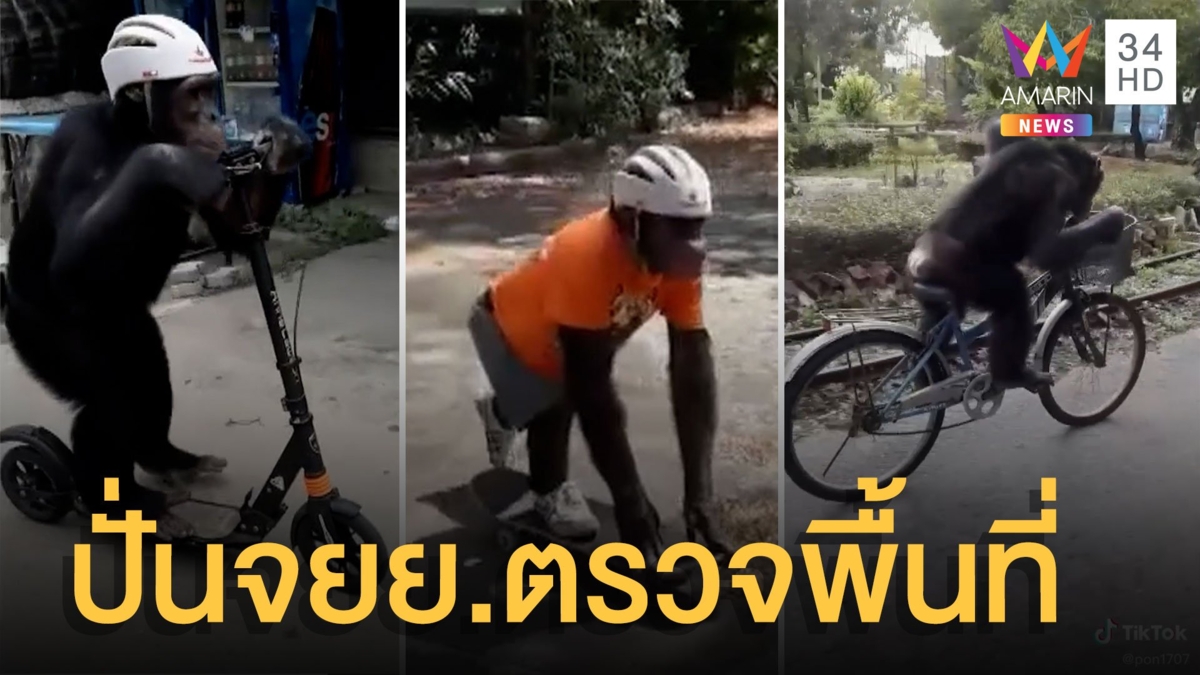 เจ้าอาร์ม ชิมแปนซีแสนรู้ ปั่นจยย.ตรวจพื้นที่ในฟาร์มจระเข้