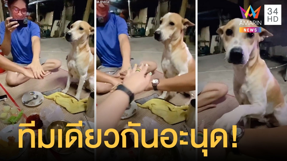 แท็กทีมรวมพลัง เจ้าลูกชิ้นหมาร่วมวงขอเอาด้วย
