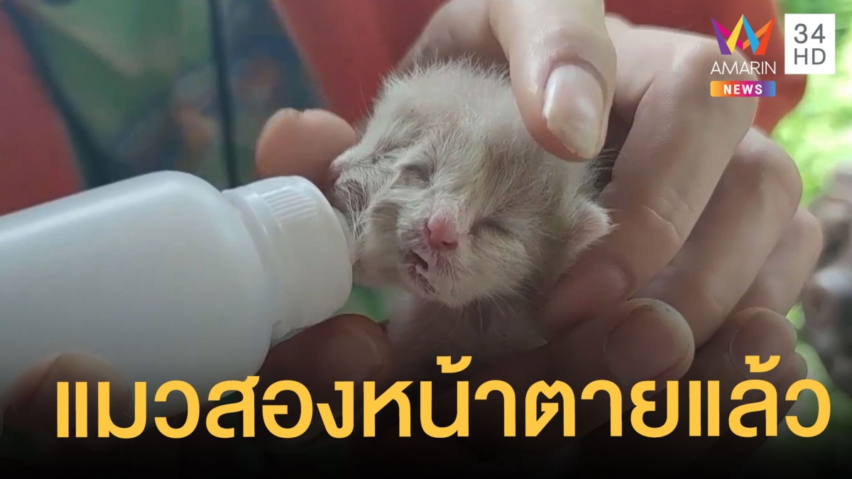 ลูกแมวสองหน้า "ถุงเงิน-ถุงทอง" ร้องหิวนมทั้งวัน สุดท้ายหมดตายแล้ว