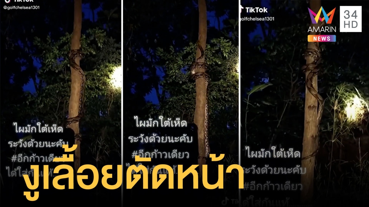 หนุ่มเดินเก็บเห็ดอยู่ดีๆ งูเลื่อยตัดหน้าขึ้นต้นไม้
