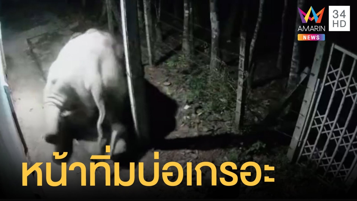 เปิดนาที ช้างป่าเขาใหญ่ พลาดท่าหน้าทิ่มบ่อเกรอะ