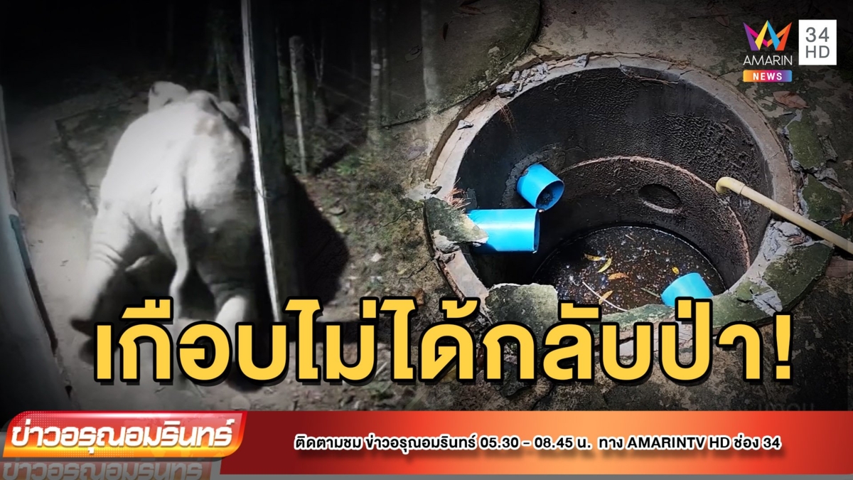 สุดสงสาร! ช้างป่าพลาดตกบ่อเกรอะหน้าทิ่ม