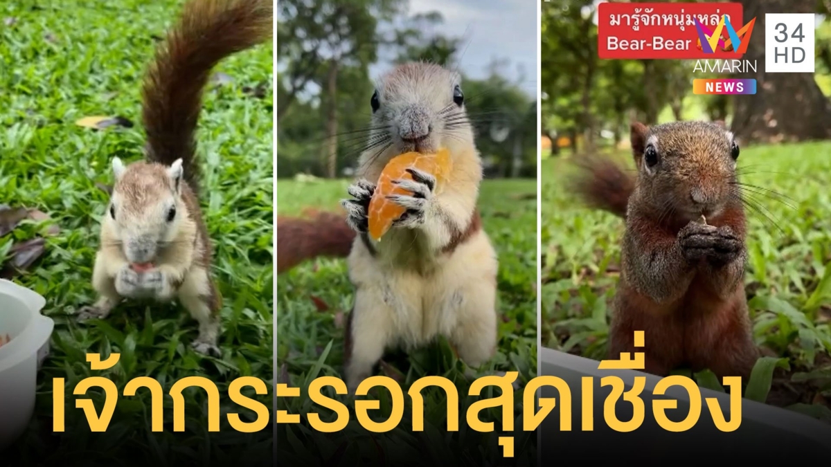 แก๊งกระรอกสุดเชื่องสุดน่ารักที่สวนจตุจักร วางของกินให้ก็วิ่งมาเลย
