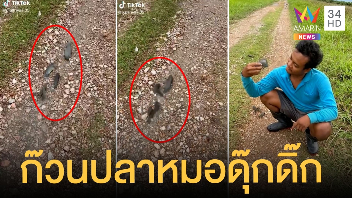 แก๊งปลาหมอดุ๊กดิ๊กเดินบนถนน ชาวเน็ตแซวพี่เสื้อฟ้าเอาน้องไปไหน