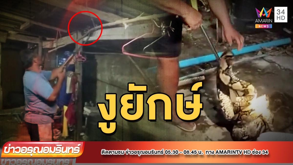 เหลือมยักษ์ 5 เมตร บุกบ้านจ้องกินแมว
