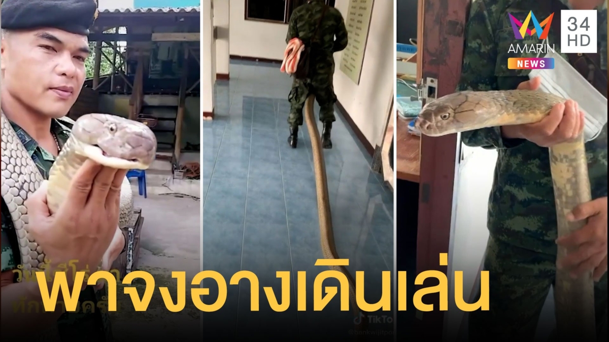 น้องบิ๊กฟุต งูจงอางเพื่อนซี้ทหารรบพิเศษ ชาวเน็ตแซวเดินยังไงให้สาวกรี๊ด