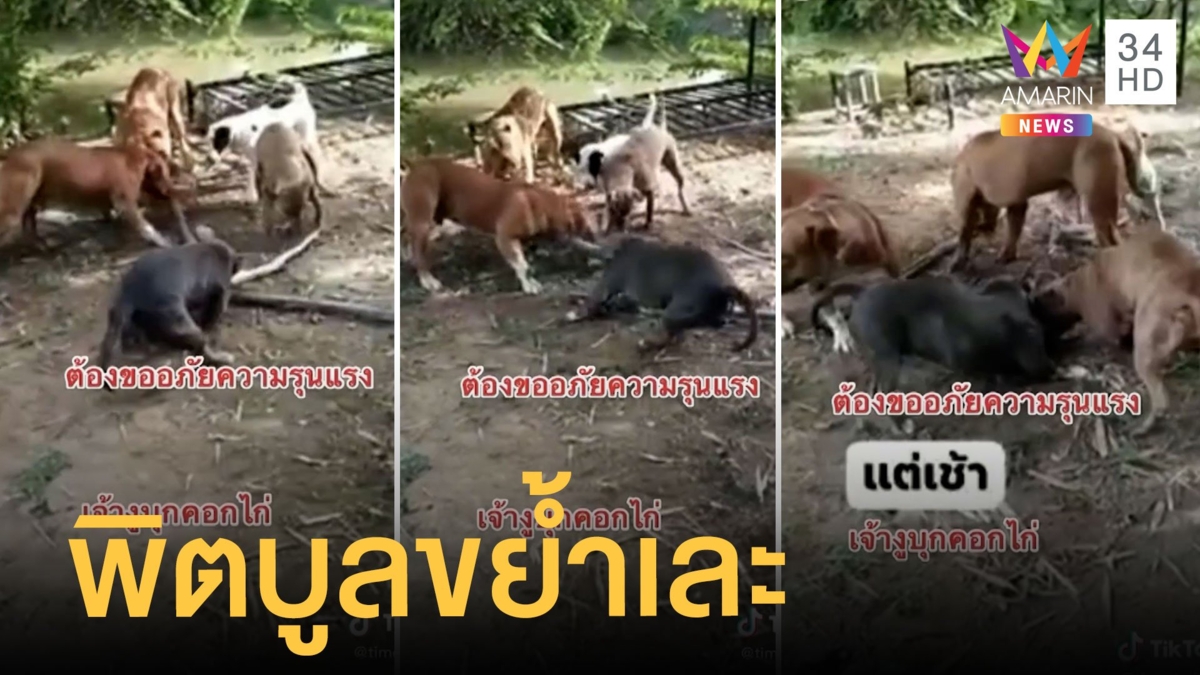พิตบูลรุมขย้ำงูแอบกินไก่ กัดไม่ปล่อย