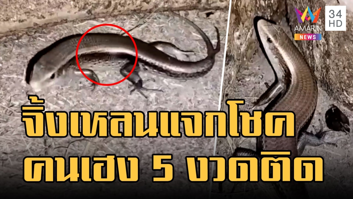 จิ้งเหลนสองหางแจกโชค 5 งวดติด ชาวบ้านส่องหวังงวด 1 กุมภานี้