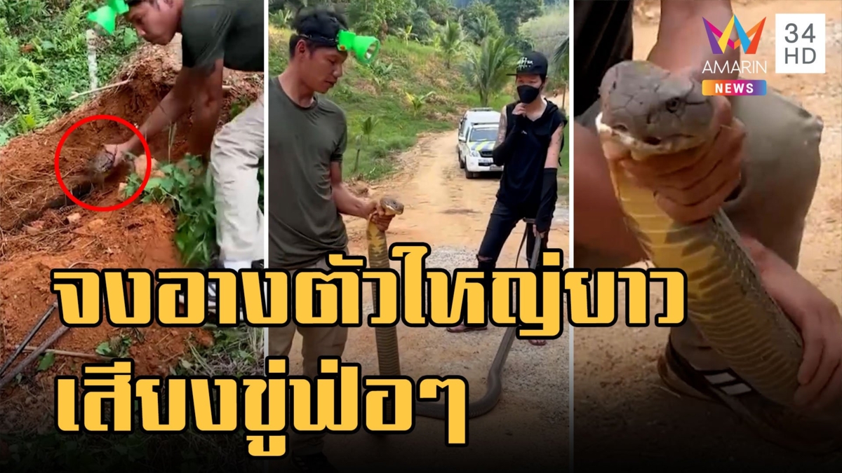 หนุ่มบุกจับ จงอาง ตัวใหญ่ยาว เสียงขู่ฟ่อๆ