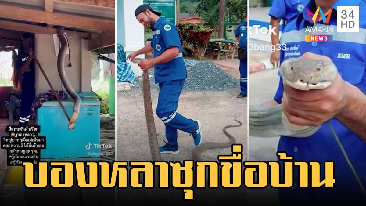 งูบองหลาเลื้อยซุกขื่อบ้าน ยาว 4 เมตร ดิ้นสู้กู้ภัย
