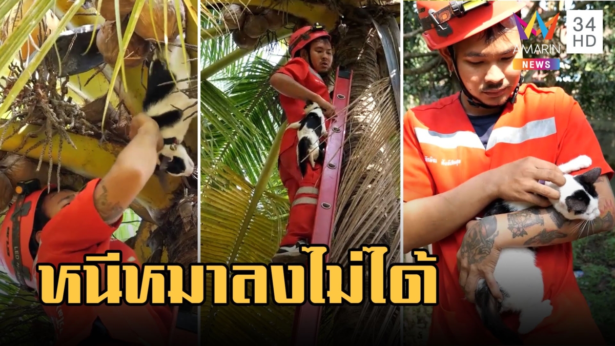 แมวลายวัวสุดซน! ปีนต้นมะพร้าว 2 วันลงไม่ได้ กู้ภัยกลัวความสูงปีนช่วย
