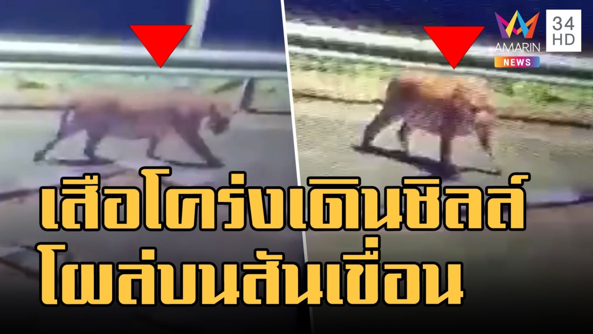 เสือโคร่ง โผล่เดินชิลล์บนสันเขื่อนศรีนครินทร์