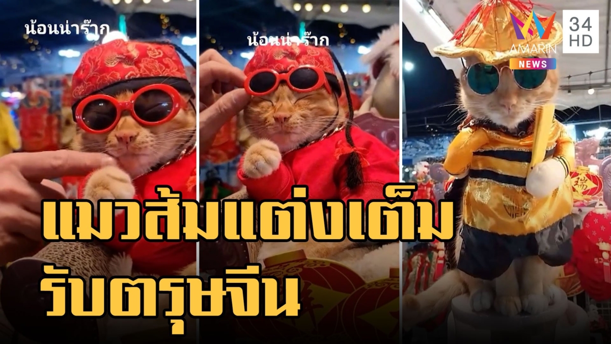 ทาสใจละลาย แมวส้มแต่งเต็ม ช่วยพ่อขายของรับตรุษจีน