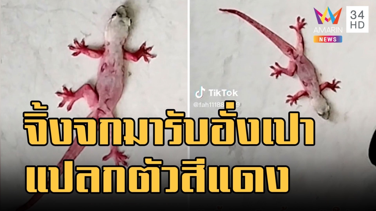จิ้งจกสีแดง มาวันตรุษจีนรับอั่งเปา น้องตกขวดน้ำแดงรึเปล่า