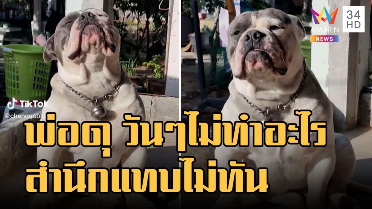 หมาหน้าจ๋อย โดนพ่อดุ วันๆไม่ทำไร ช่วยกันทำมาหากินบ้าง