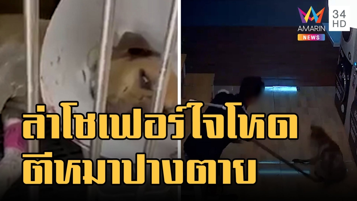 โชเฟอร์ใจโหดไม้ตีหมาจรตาบอด-สมองบวม-หลังหัก