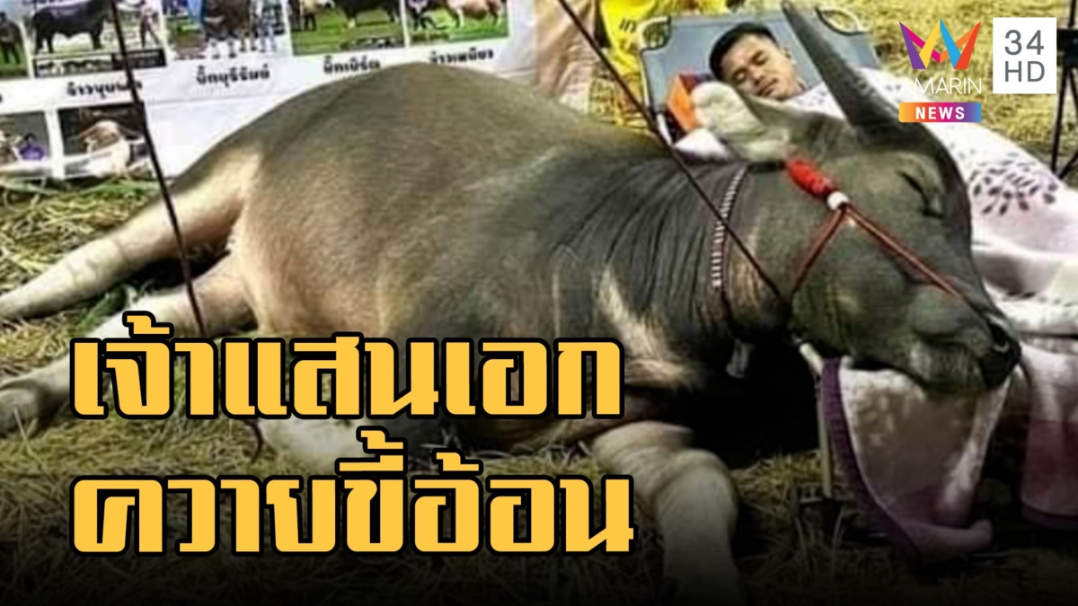 "เจ้าแสนเอก" ควายขี้อ้อนนอนหนุนตักขณะรอประกวด