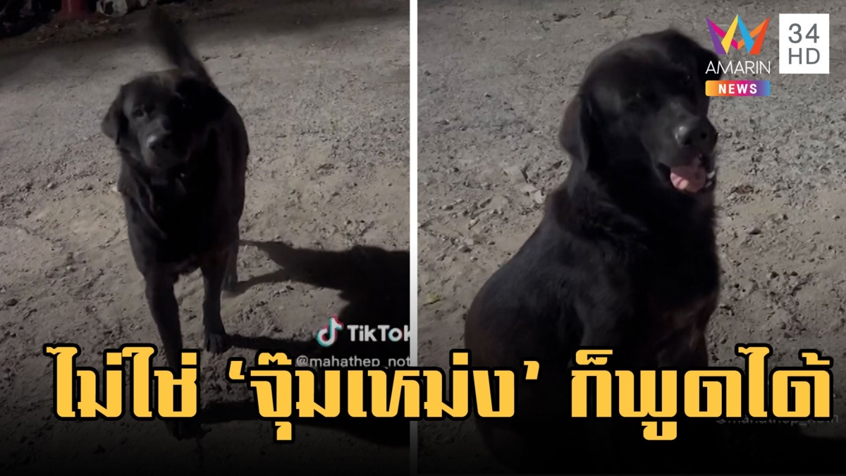 น้องหมาพูดได้ ถามอะไรตอบได้หมด คุยเป็นตุเป็นตะ