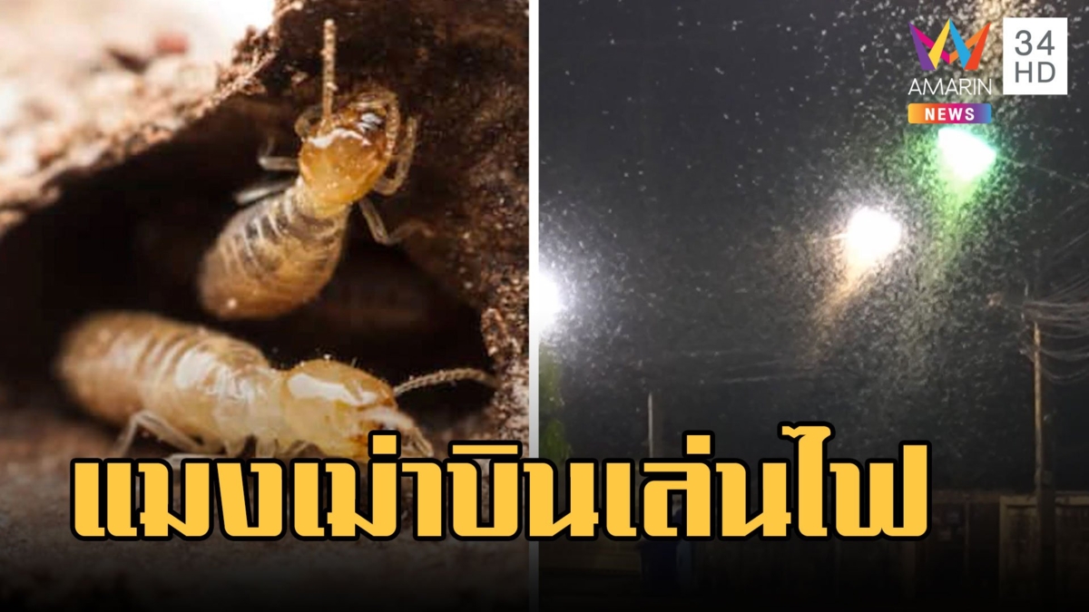 แมงเม่านับล้านตัว กระพือปีกเล่นไฟกลางเมืองหวั่นอาเพศ