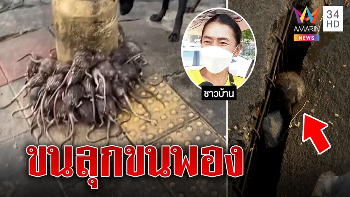 กองทัพหนูหนีน้ำท่วมท่อ