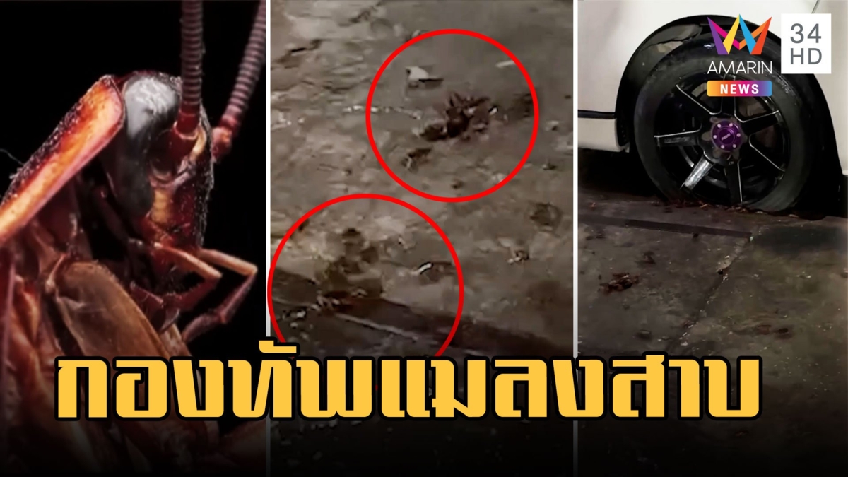 สุดสะพรึง! กองทัพแมลง หนีน้ำบุกตลาดยั้วเยี้ยะ