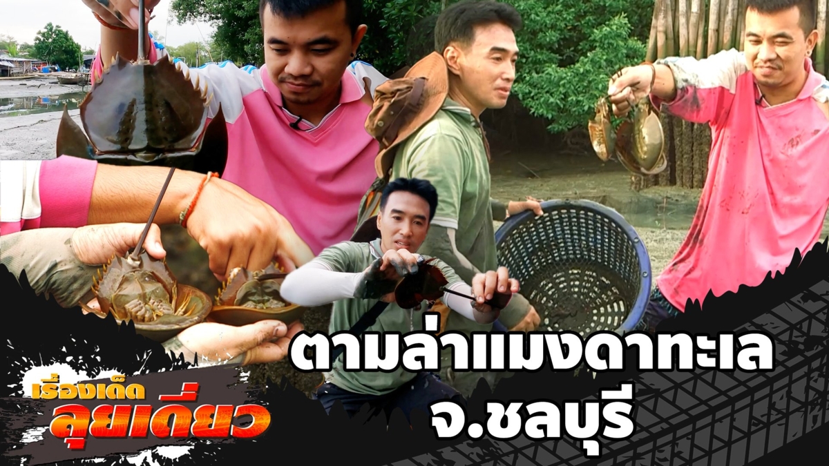 เรื่องเด็ดลุยเดี่ยว | ตามล่าแมงดาทะเล จ.ชลบุรี