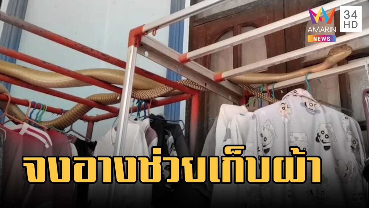 พ่อบ้านใจกล้าช็อก! จะไปเก็บผ้าเจองูจงอางใหญ่ยาว 4 เมตร