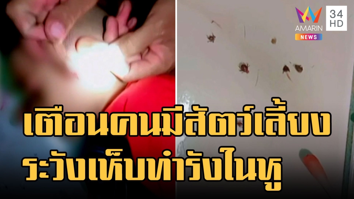 เตือนภัยคนเลี้ยงสัตว์ เห็บเข้าหู มีทั้งตัวเล็ก กลาง ใหญ่
