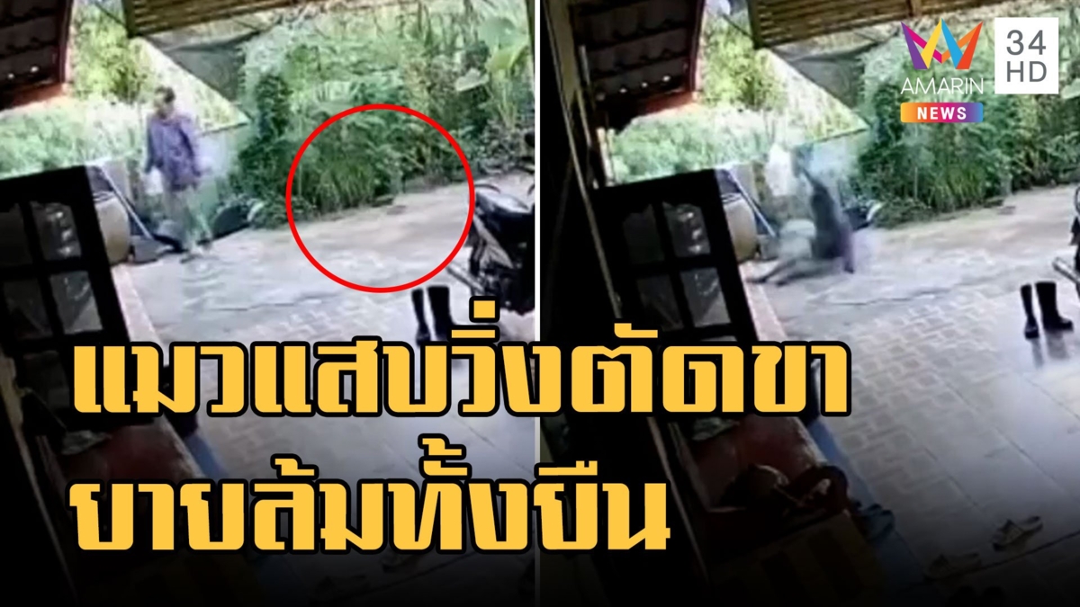 อีเป้า แมวตัวแสบเบรกแตก วิ่งตัดขาชนยายล้มทั้งยืน