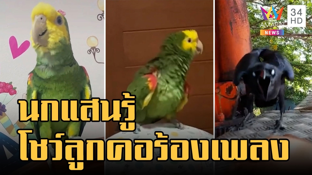 "จอมพล" นกแก้วแสนรู้ร้องเพลงช้าง อีกาไม่น้อยหน้าร้องวอ เอ๊ะๆ