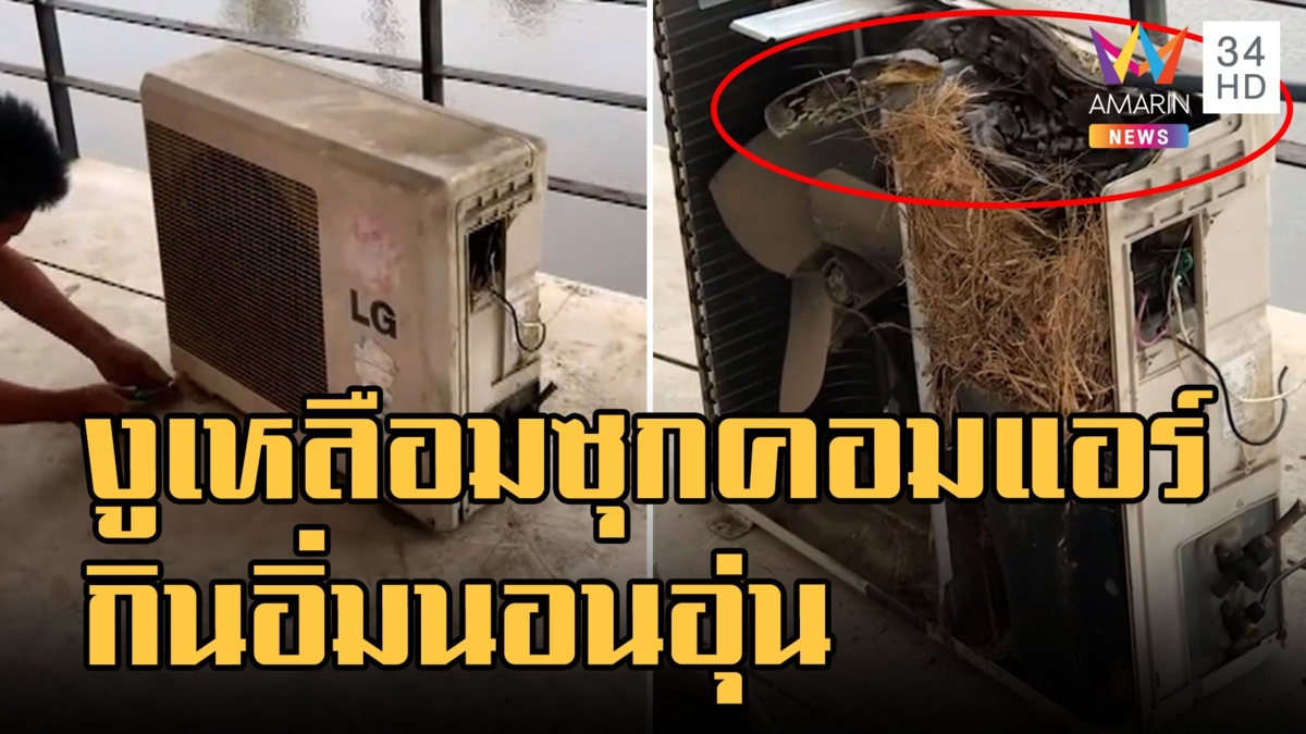 งูเหลือมซุกในคอมเพรสเซอร์แอร์ เลื้อยเข้าไปกินนก